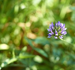 flower of trifolium
