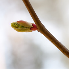 Spring branch with buds, close-up