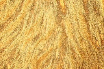 brown textured cowhide