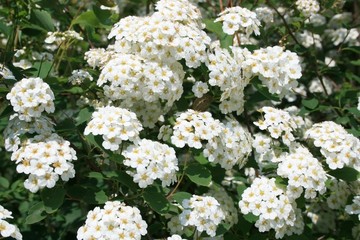 Many white flowers