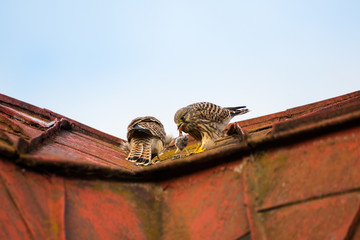 two young falcons kestrels sitting and eating on a roof