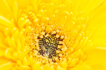 Close up Gerbera Flower