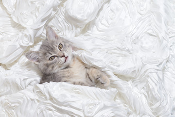 cat sleep In white cloth