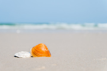 Sea Shell on the beach