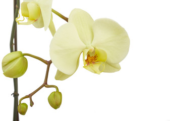 White orchid flower