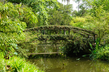 Fototapeta na wymiar wood Bridge in the green forest