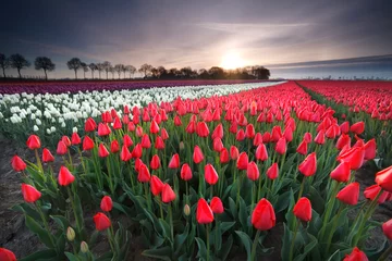 Fotobehang sunrise on red tulip field © Olha Rohulya