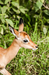 Portrait of a baby impala