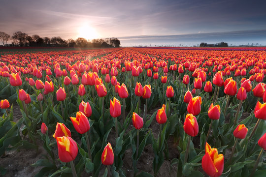sunrise over red tulip field