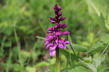 Obraz premium orchis mâle