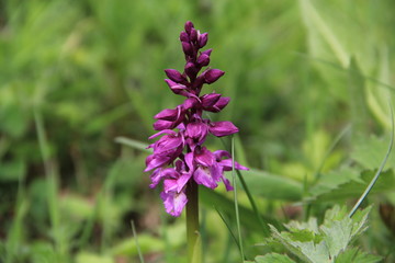 orchis mâle