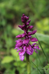 orchis m&acirc;le
