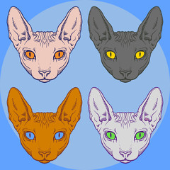 Set of hairless sphinx cat set face graphics, outline 