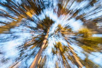 Spring Forest  Swirl, selective focus