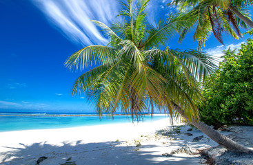 Einsamer Strand mit Palmen