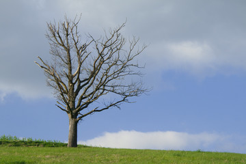 Fototapeta na wymiar einsamer Baum