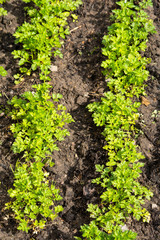 Parsley