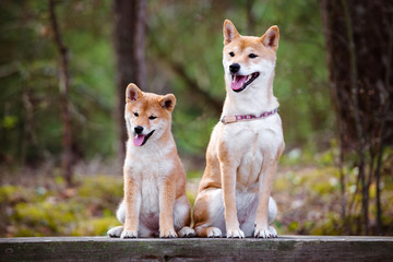 red shiba-inu dog and her puppy