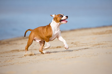 american staffordshire terrier puppy playing on a beach
