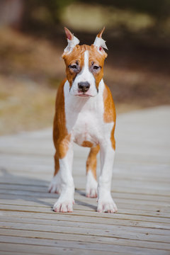 american staffordshire terrier puppy standing outdoors