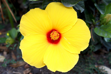Yellow Hibiscus
