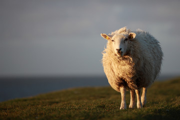 Obraz premium Deichschaf