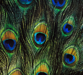 Background image of the peacock's colorful feathers