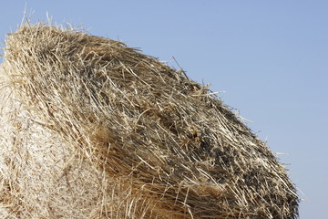 Fototapeta premium bales of straw
