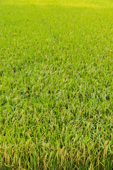 Paddy green Rice Fields in Thailand.