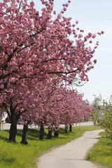 Photo sur Plexiglas Magnolia cherry blossoms