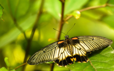 Papilio memnon - Great Mormon, female