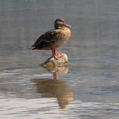 duck standing on a stone