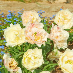 Flowers yellow tulips lit summer sun