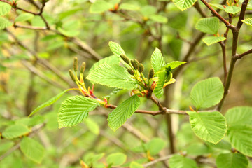 Alnus maximowictzii