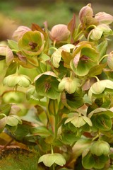 Obraz premium Oenothera macrocarpa