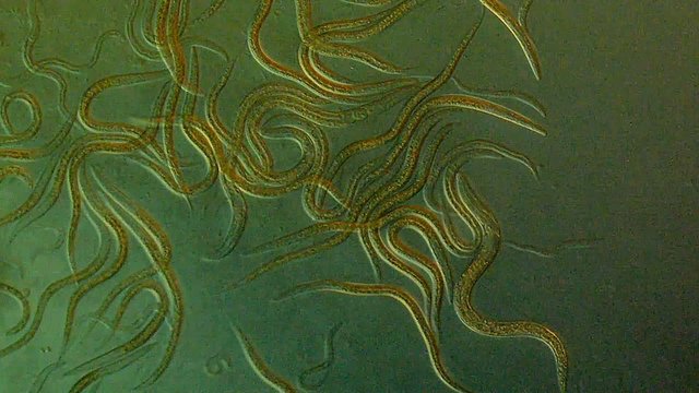 Roundworm, a free-living, transparent nematode