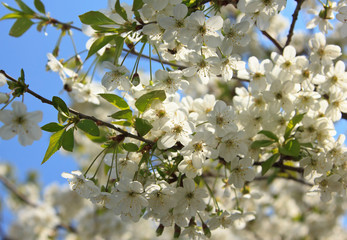 cherry blossoms