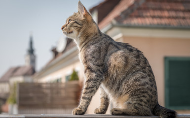 Katze sitzt auf der Balkongeländer