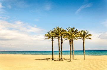 Palmen am Strand vor blauem Himmel und Wolken