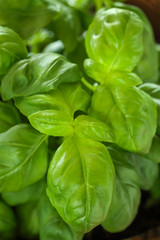 Fresh Basil