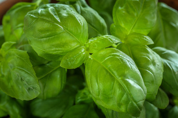 Fresh Basil