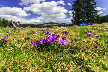 Crocuses in Chocholowska valley, Tatras Mountain, Poland