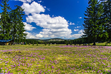 Crocuses in Chocholowska valley, Tatras Mountain, Poland