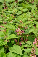 Lamium orvala