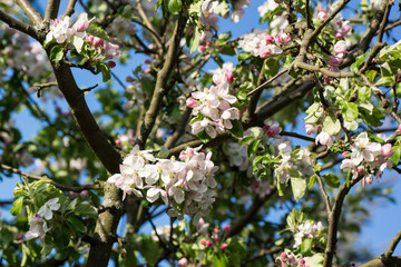 Apfelblüte