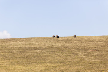 Obraz premium Rhino's Landscape