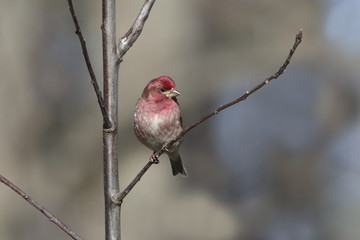 Male House Finch perched on a Tree Branch in Spring