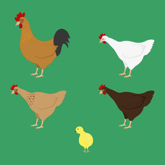 Chicken family with cock and hen