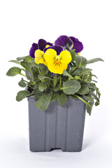Yellow violet pansy seedlings isolated on white