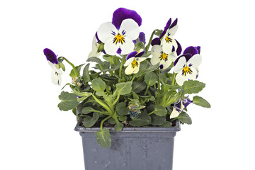 White blue pansy seedlings isolated on white